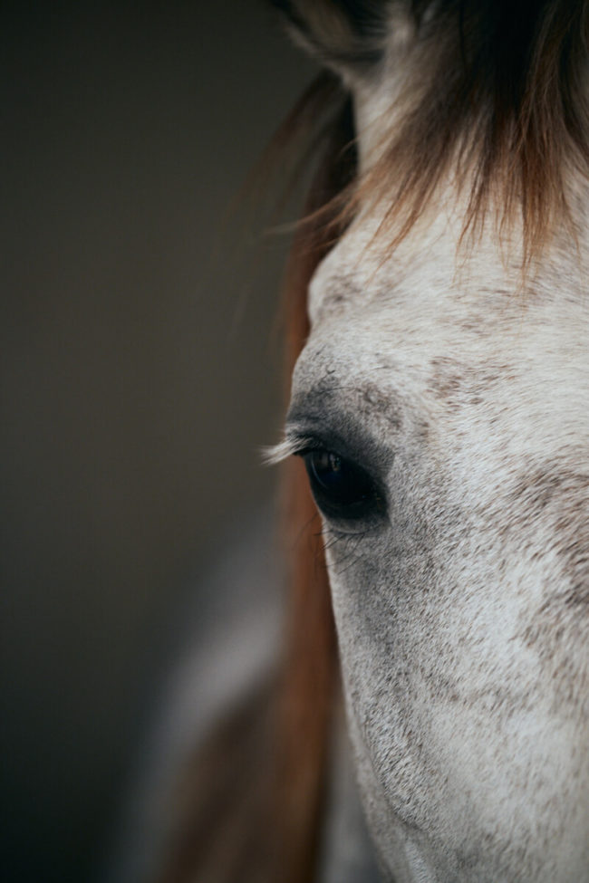 arabian-horses-Kiran315-2