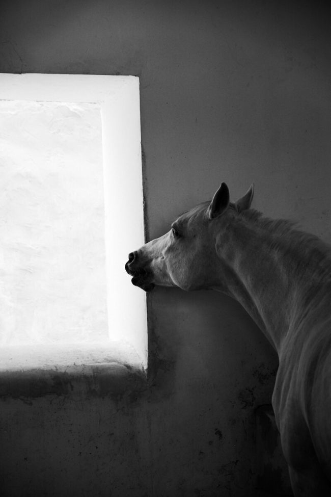 arabian-horses-Kiran33-2