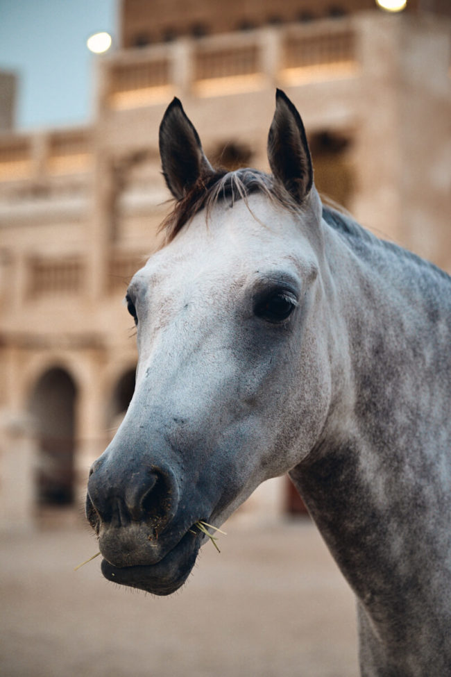 arabian-horses-Kiran35-2