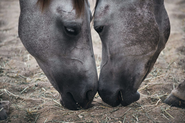 arabian-horses-Kiran39-2